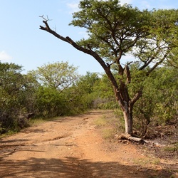 2015-05 South Africa/iMfolozi/DSC_0248.JPG